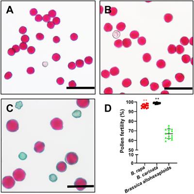 Integrated cytological and transcriptomic analysis reveals insights into pollen fertility in newly synthetic Brassica allohexaploids